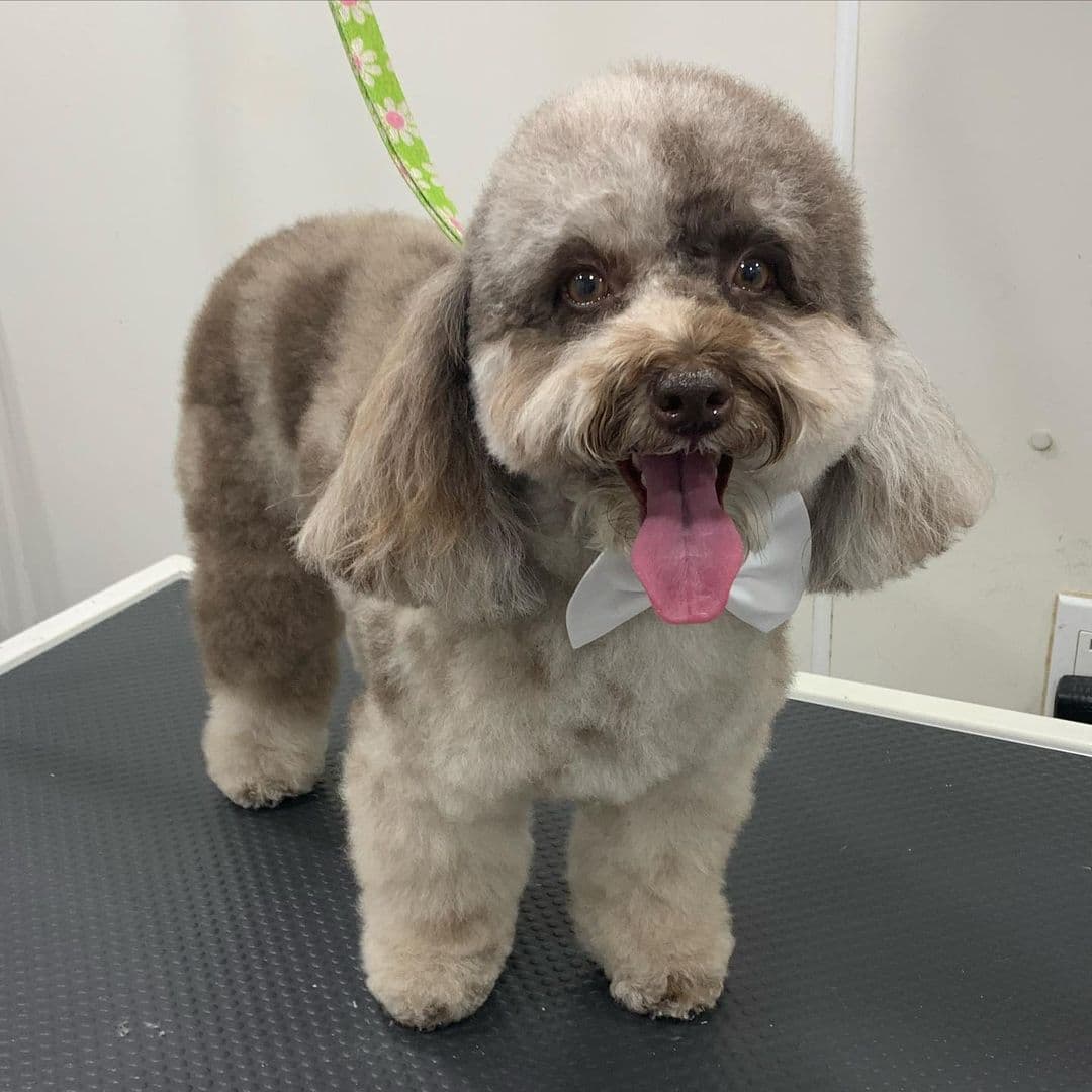 Befter Pet Grooming Mobile Service - Mobile dog grooming in Fort Lauderdale, FLORIDA