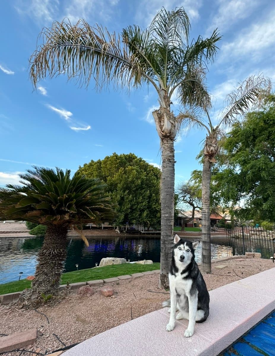 Boom-Chicka-Groom-Groom LLC. Mobile Pet Grooming - Mobile dog grooming in Chandler, AZ