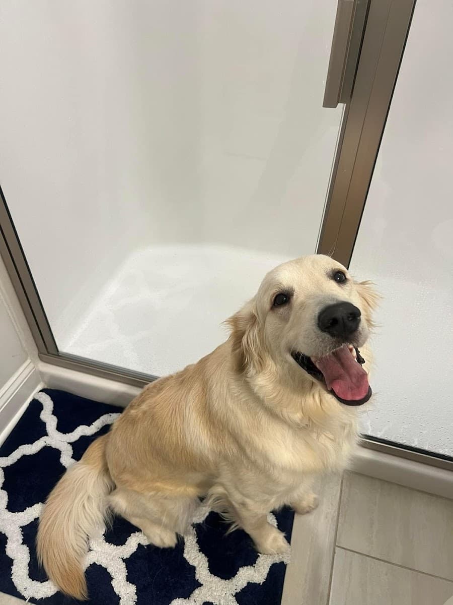 Bri’s Mobile In Home Dog Services - Mobile dog grooming in Raleigh, NC