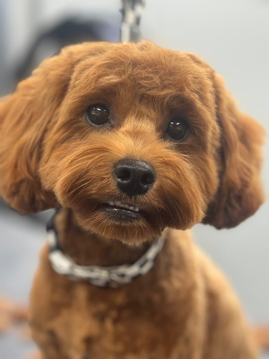 Bubble Puppies Mobile Dog Grooming - Mobile dog grooming in Darlington, MD