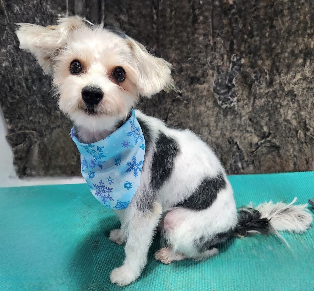 Carolina Custom Cutz Mobile Dog Grooming - Mobile dog grooming in Goose Creek, SC