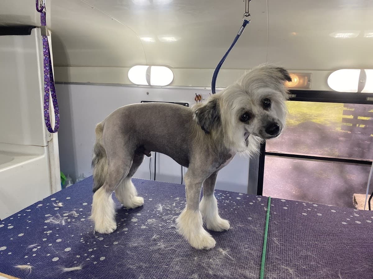 Cheyenneââ¬â¢s Mobile Dog Grooming - Mobile dog grooming in Citrus Heights, CA