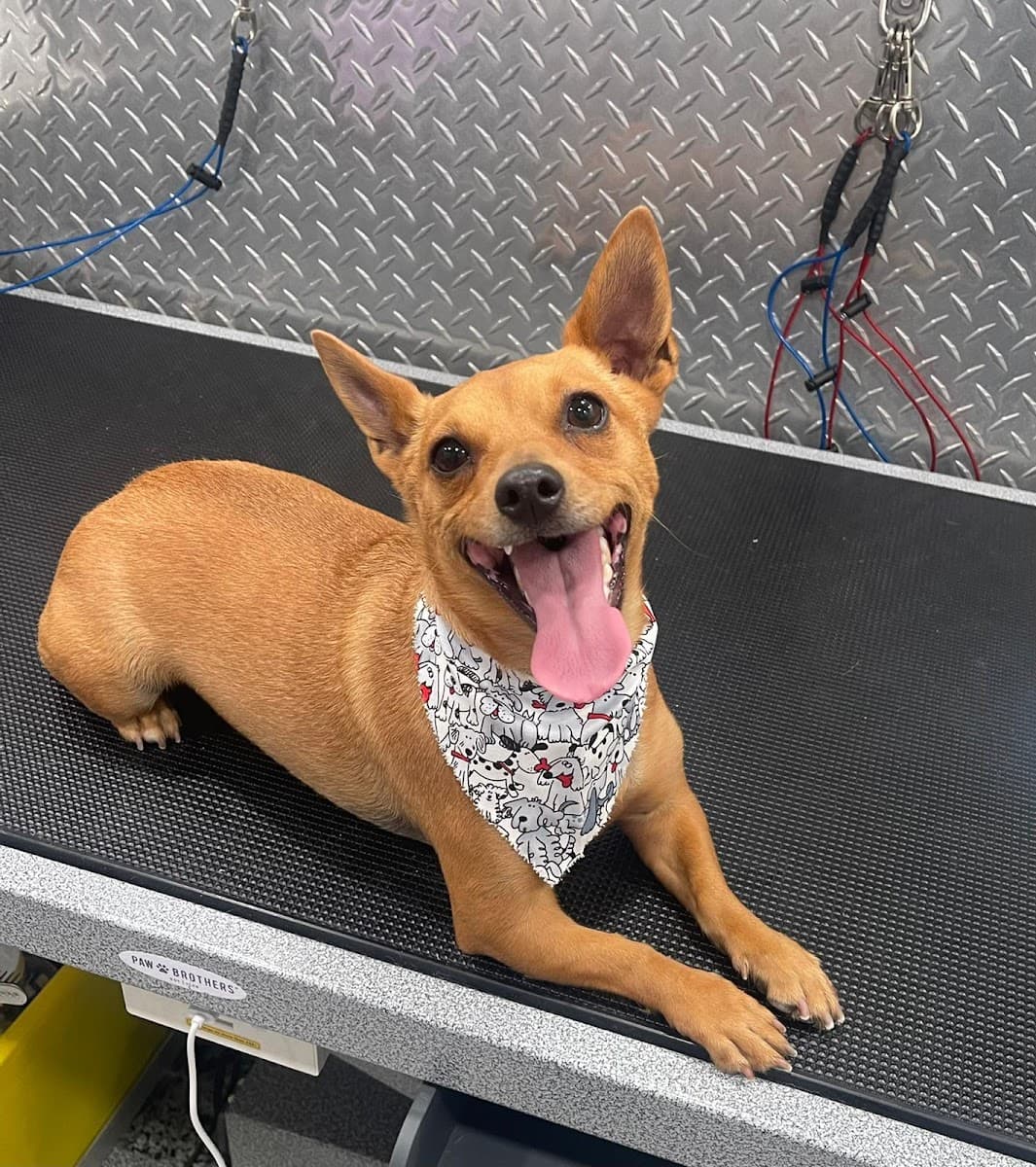 C&M Mobile Pet Grooming of Pembroke Pines - Mobile dog grooming in Southwest Ranches, FL