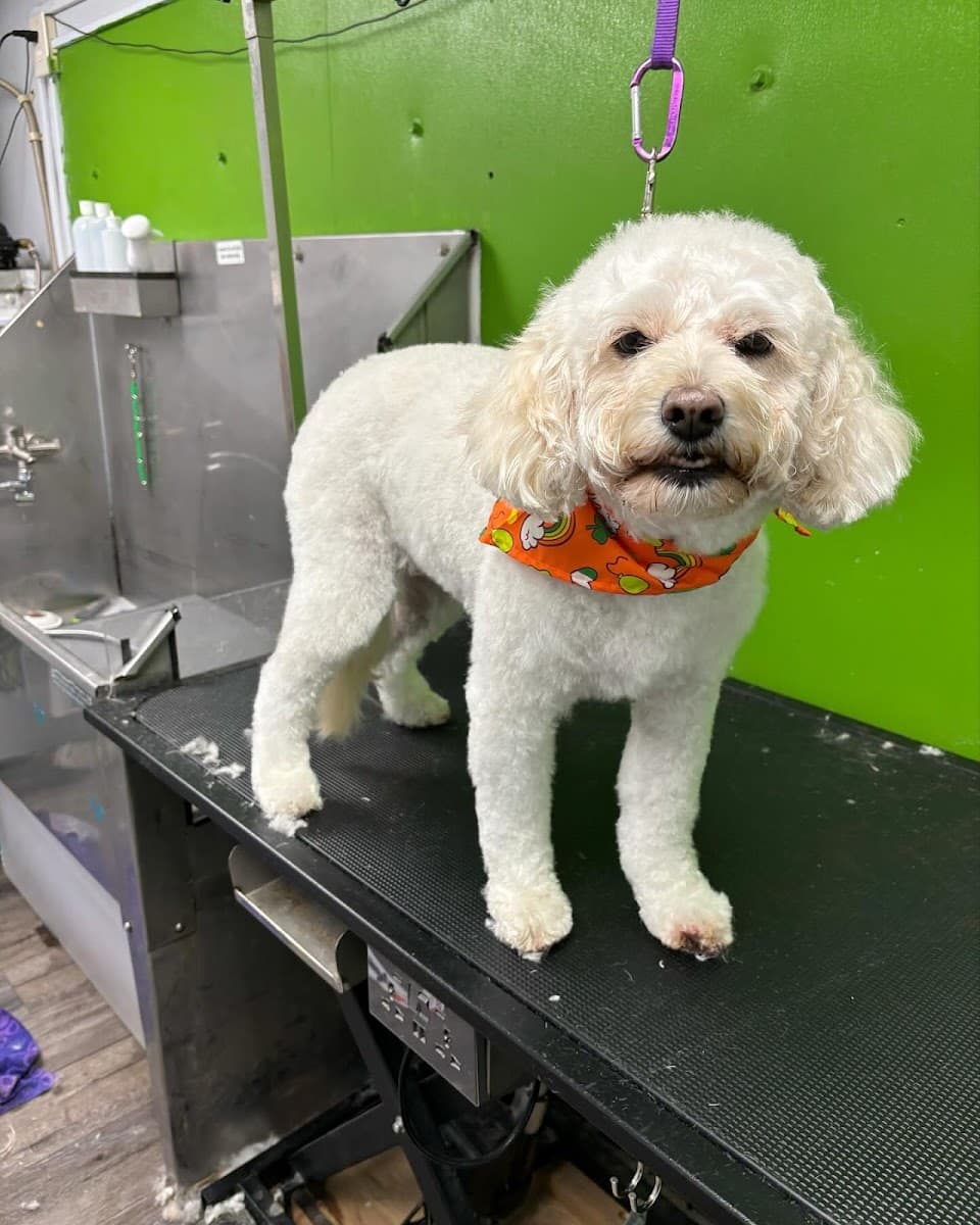 Coat of Many Colors Mobile Dog Grooming - Mobile dog grooming in Lebanon, TENNESSEE