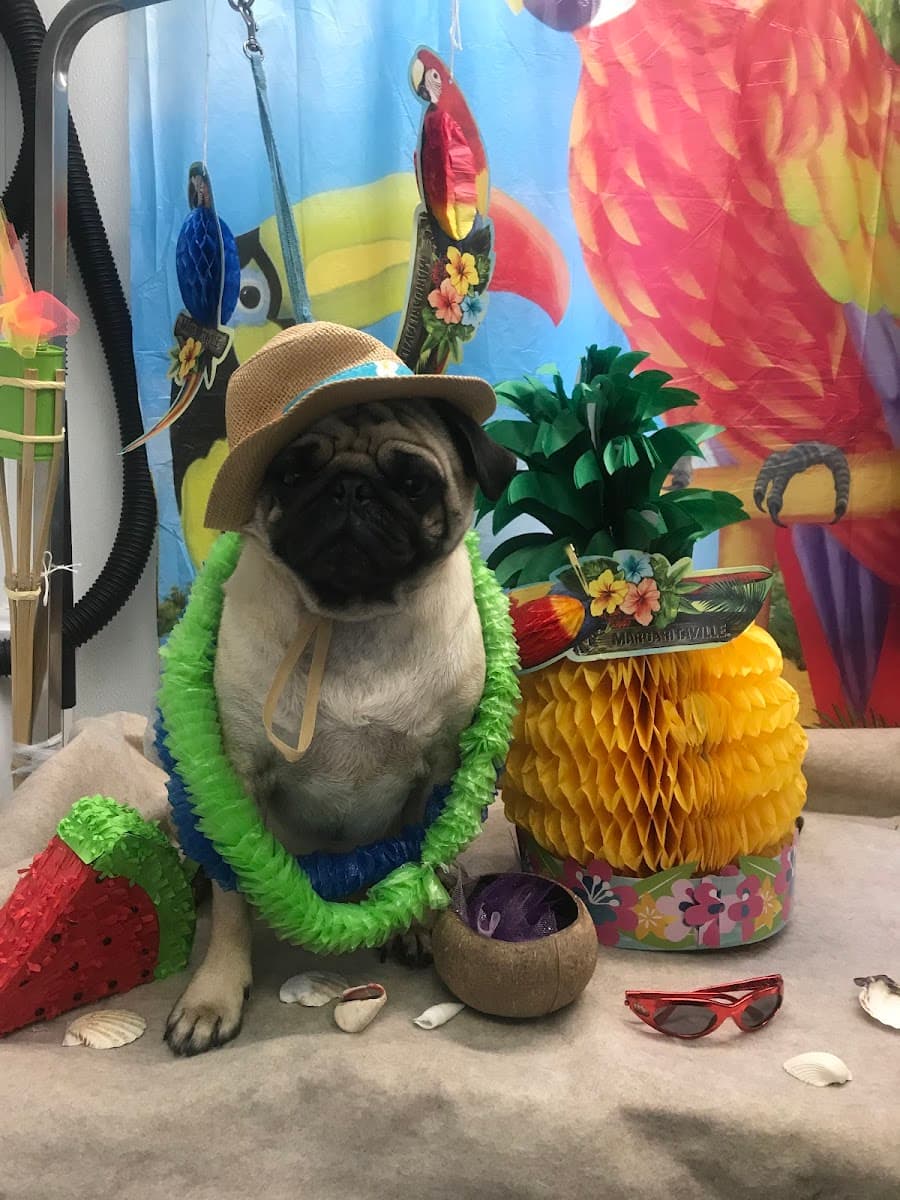 Companion Cut's Mobile Grooming salon - Mobile dog grooming in Salisbury, MA