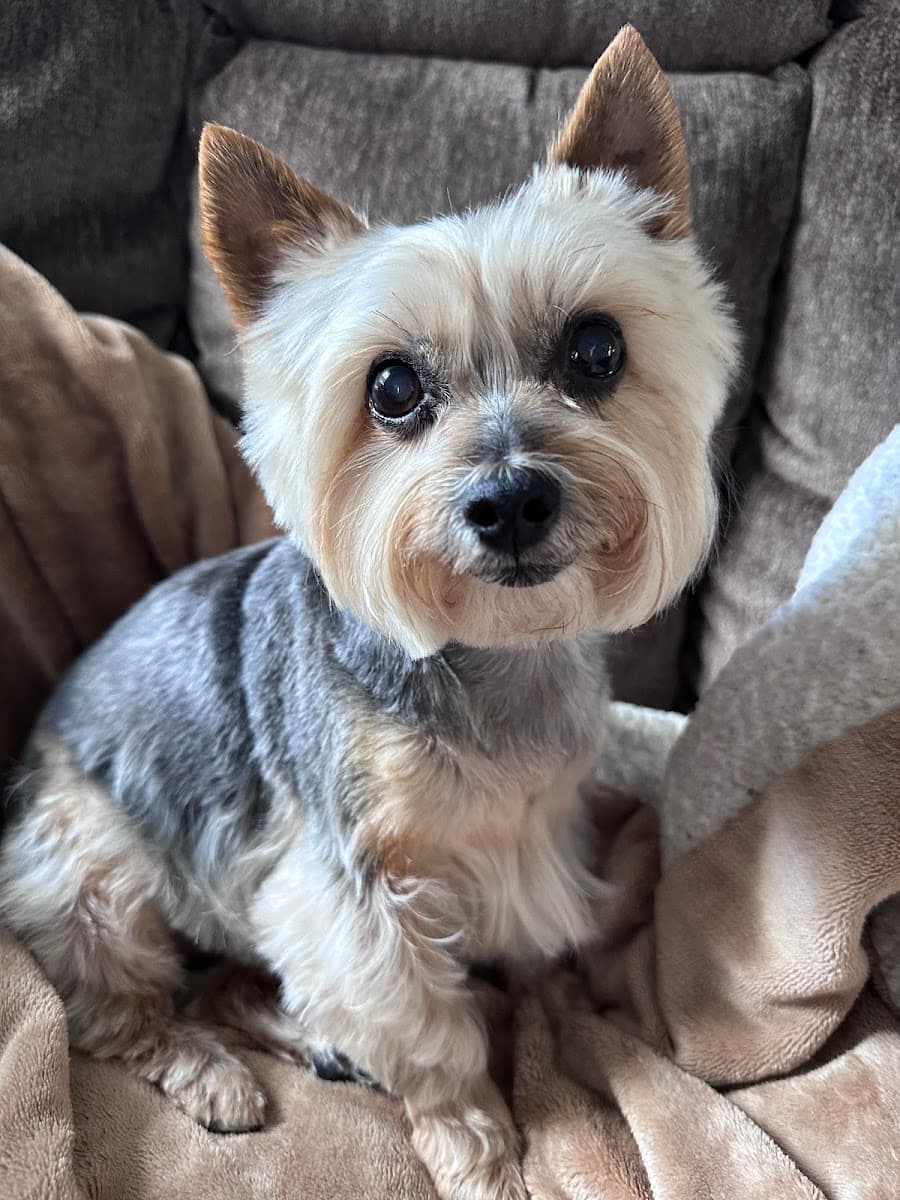 Cuts 4 Mutts Pet Grooming Mobile Nail Trims - Mobile dog grooming in Vicksburg, MI