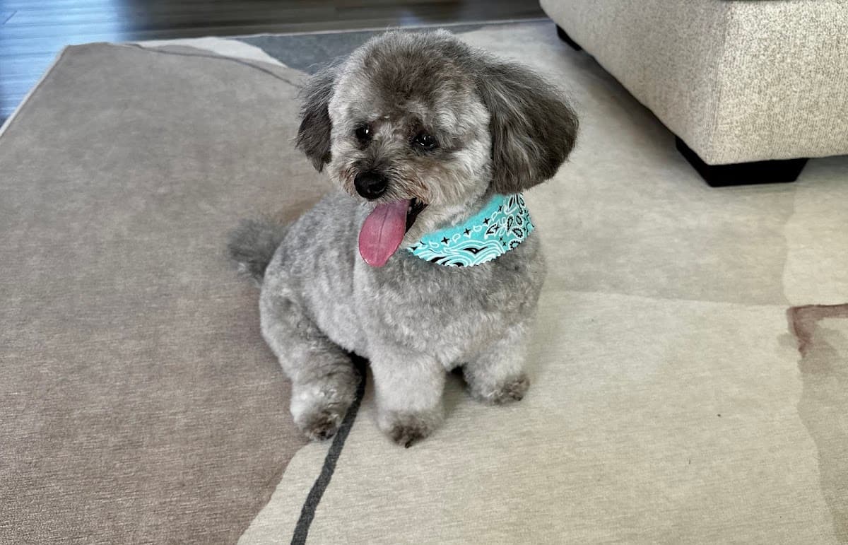 Dapper Pet Spa, LLC - Mobile Dog Grooming - Mobile dog grooming in Greer, SC