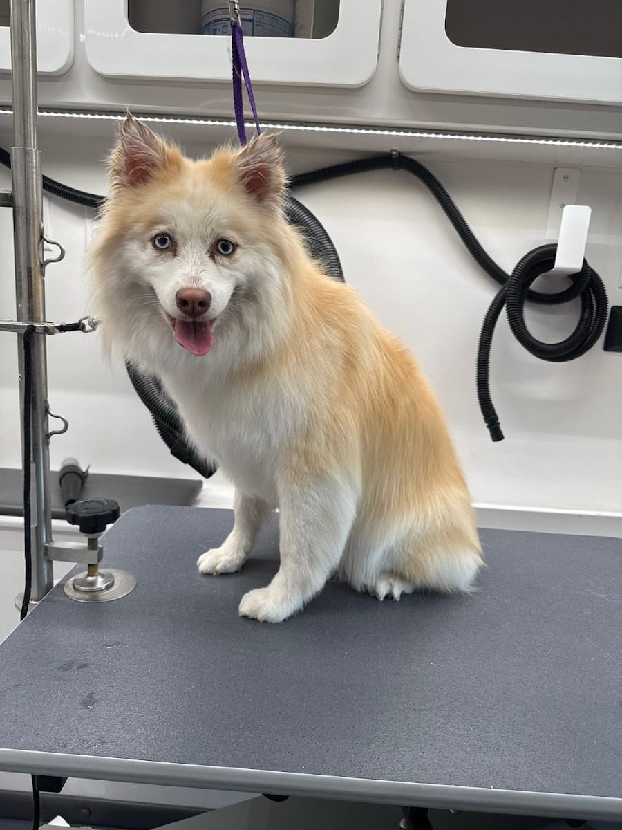 DapperTails Mobile Pet Grooming of Amityville - Mobile dog grooming in Massapequa Park, NY