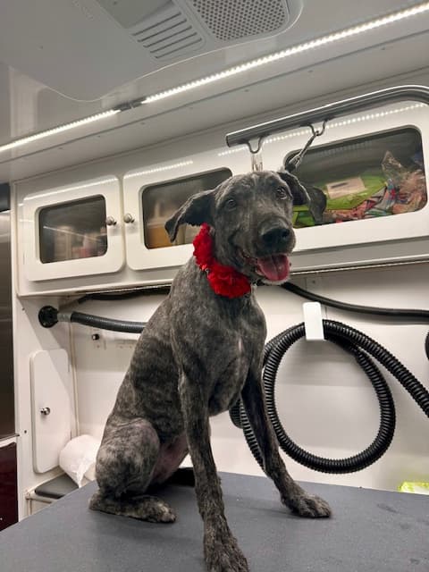 DapperTails Mobile Pet Grooming of Mid-Suffolk - Mobile dog grooming in Islip, NY