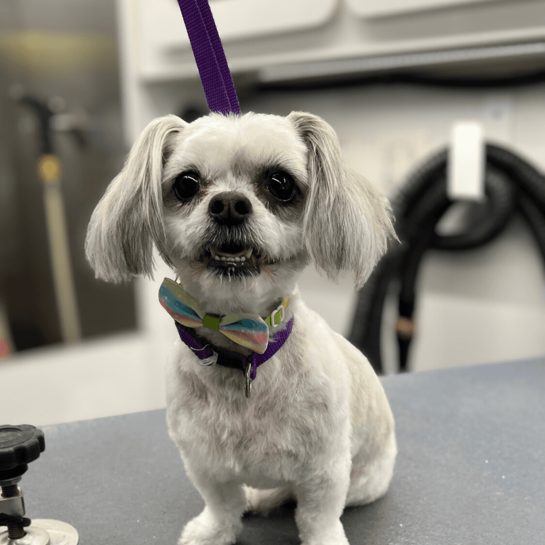 DapperTails Mobile Pet Grooming of Wilmington - Mobile dog grooming in Leland, NC