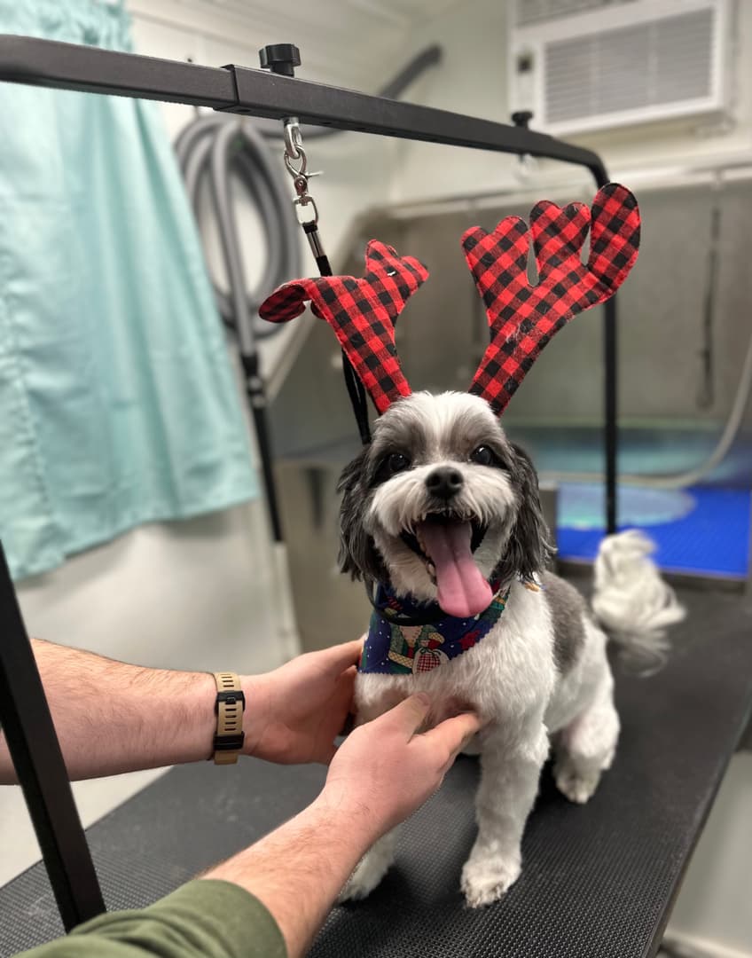 Divine K-9 Mobile Pet Grooming - Mobile dog grooming in West Greenwich, RHODE ISLAND