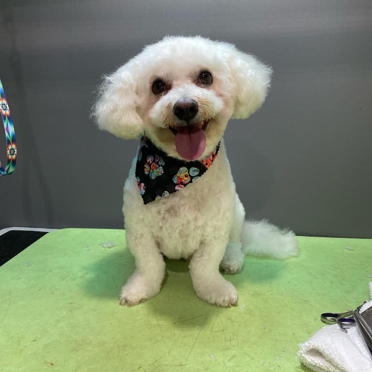 Dog Savvy Mobile Grooming Inc - Mobile dog grooming in Swampscott, MA