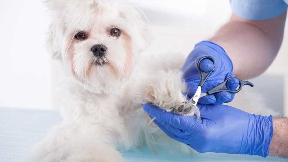 Dog Wash Cafe Pet Spa - Crabapple/Milton - Mobile dog grooming in Milton, GA