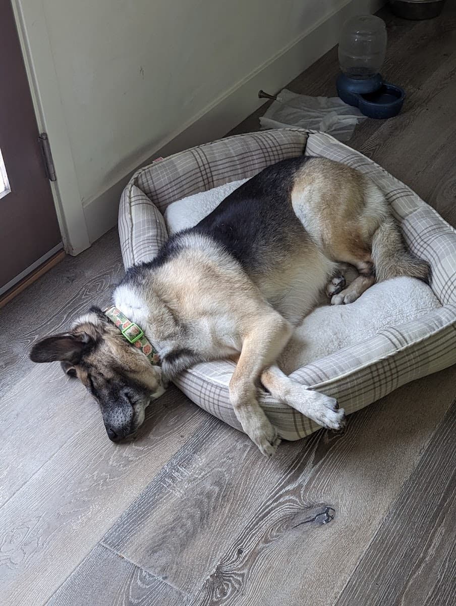 For Paws Only - Mobile Dog Grooming - Mobile dog grooming in Redondo Beach, CA