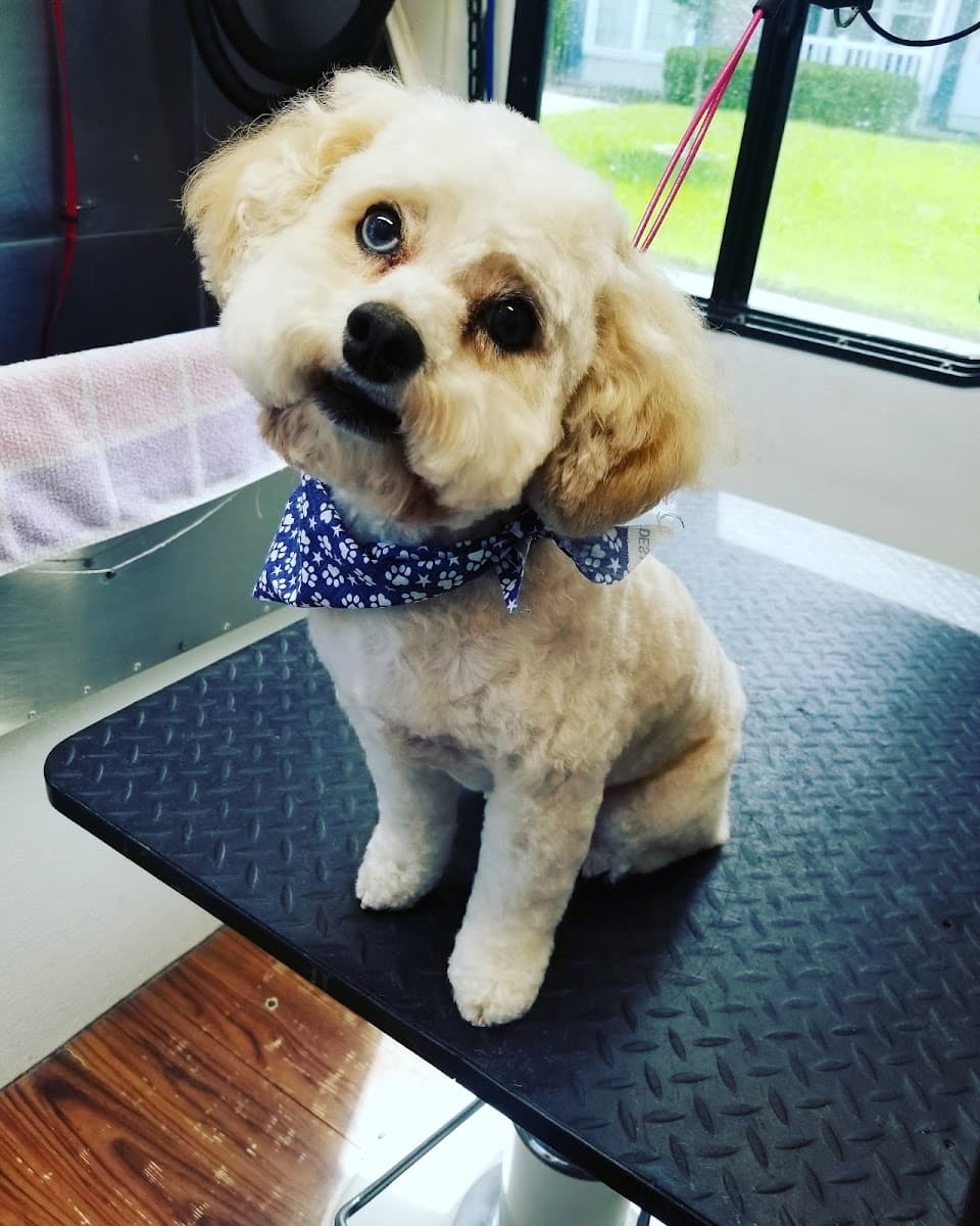 For Pet's Sake Mobile Dog Grooming LLC - Mobile dog grooming in Jacksonville, FLORIDA