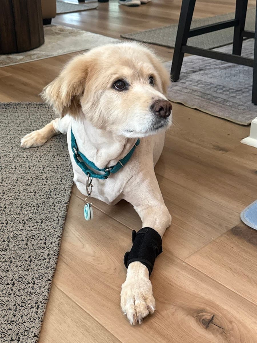 Furry Friends Express Mobile Grooming - Mobile dog grooming in Charlotte, NC