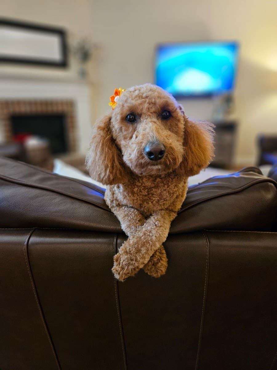 Furry Godmother Mobile Grooming and Pet Services LLC - Mobile dog grooming in Cumming, GA