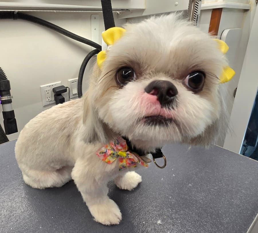 Furry Land Mobile Grooming Central & Northern New Jersey - Mobile dog grooming in East Brunswick, NJ