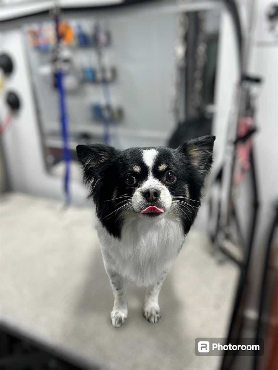 Furry Land Mobile Grooming Detroit - Mobile dog grooming in Farmington Hills, MI