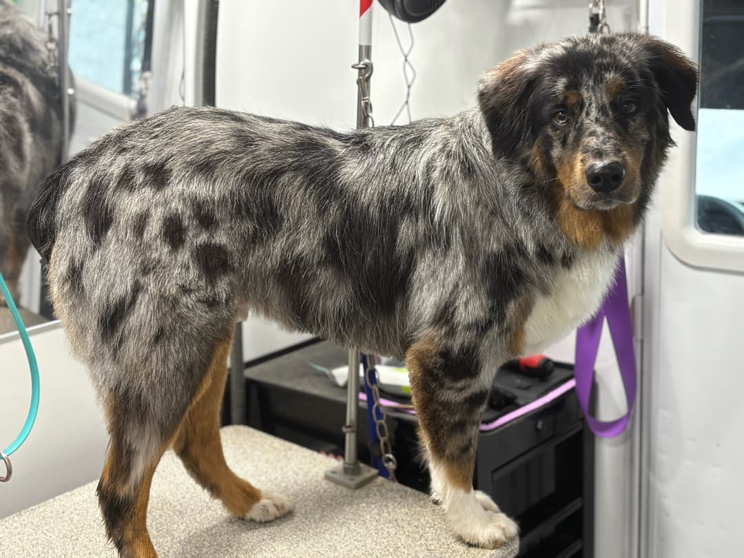 Furry Land Mobile Pet Grooming Central PA - Mobile dog grooming in Highspire, PA