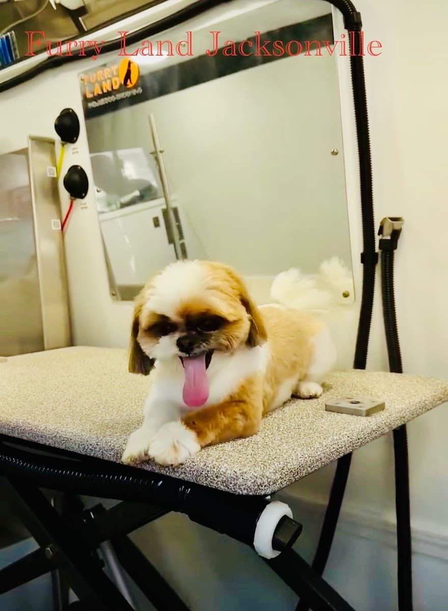 Furry Land Mobile Pet Grooming Jacksonville, FL - Mobile dog grooming in Jacksonville, FLORIDA