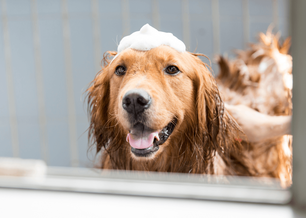 Furry Land Mobile Pet Grooming of Vermont - Mobile dog grooming in Westford, VERMONT