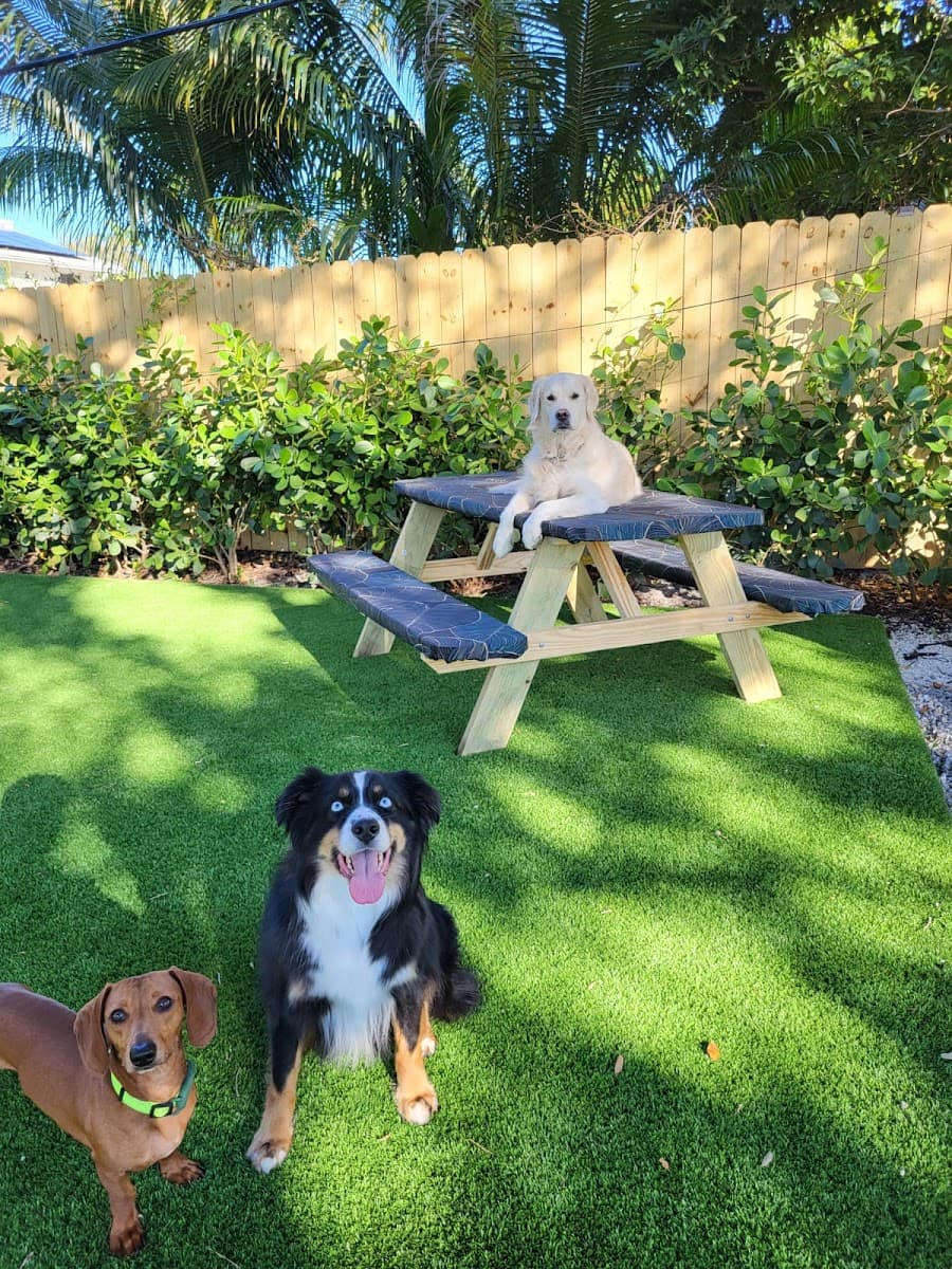 Gaston Mobile Grooming Dog Boarding and Day Care - Mobile dog grooming in Fort Lauderdale, FL