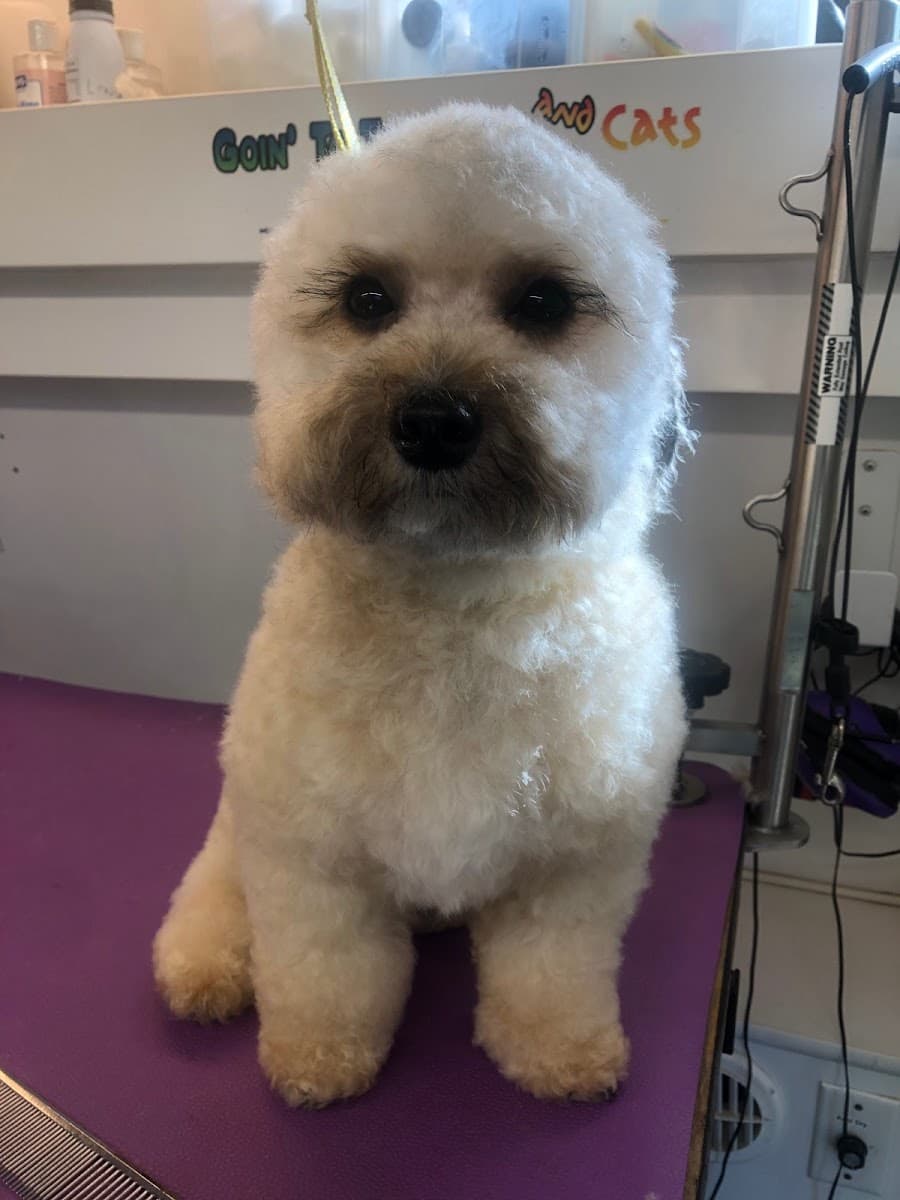 Goin to the Dogs and Cats Mobile Grooming and Pet Spa - Mobile dog grooming in Huntsville, AL