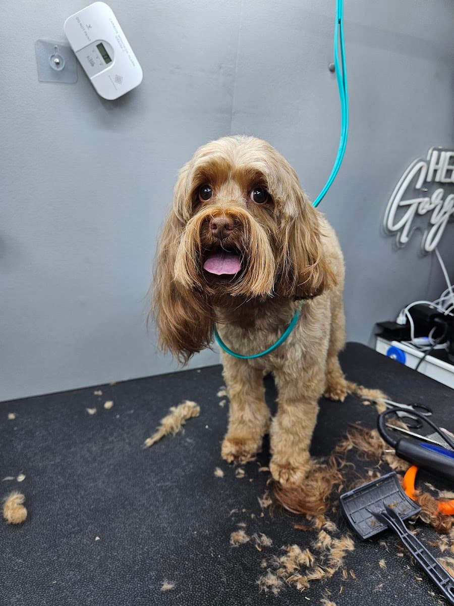 Hello Gorgeous Mobile Dog Spa llc - Mobile dog grooming in Hendersonville, TN