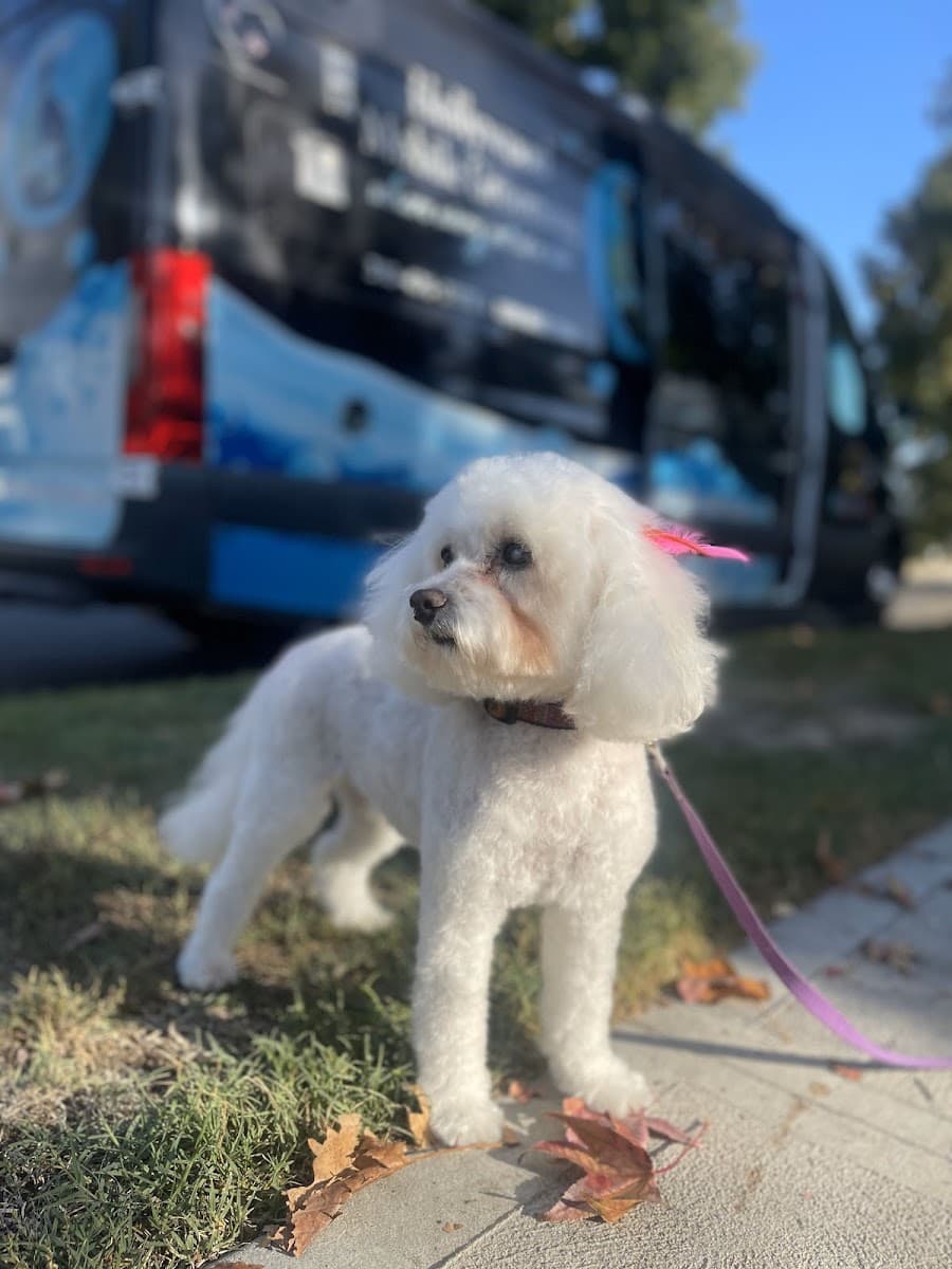 Hollywood Mobile Grooming... where every pet is a star! - Mobile dog grooming in Toro Canyon, CA