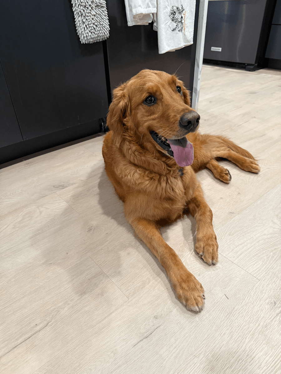 Howlin' Pup Mobile Dog Grooming - Mobile dog grooming in Grand Forks, ND