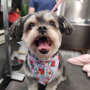 In Style Mobile Pet Grooming by Dawn - Mobile dog grooming in Forest Hill, MD