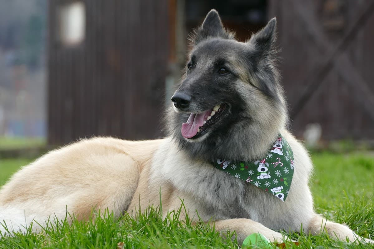 Kerri's Kind Pet Care, LLC - Mobile Pet Groomer - Mobile dog grooming in Williston, VT