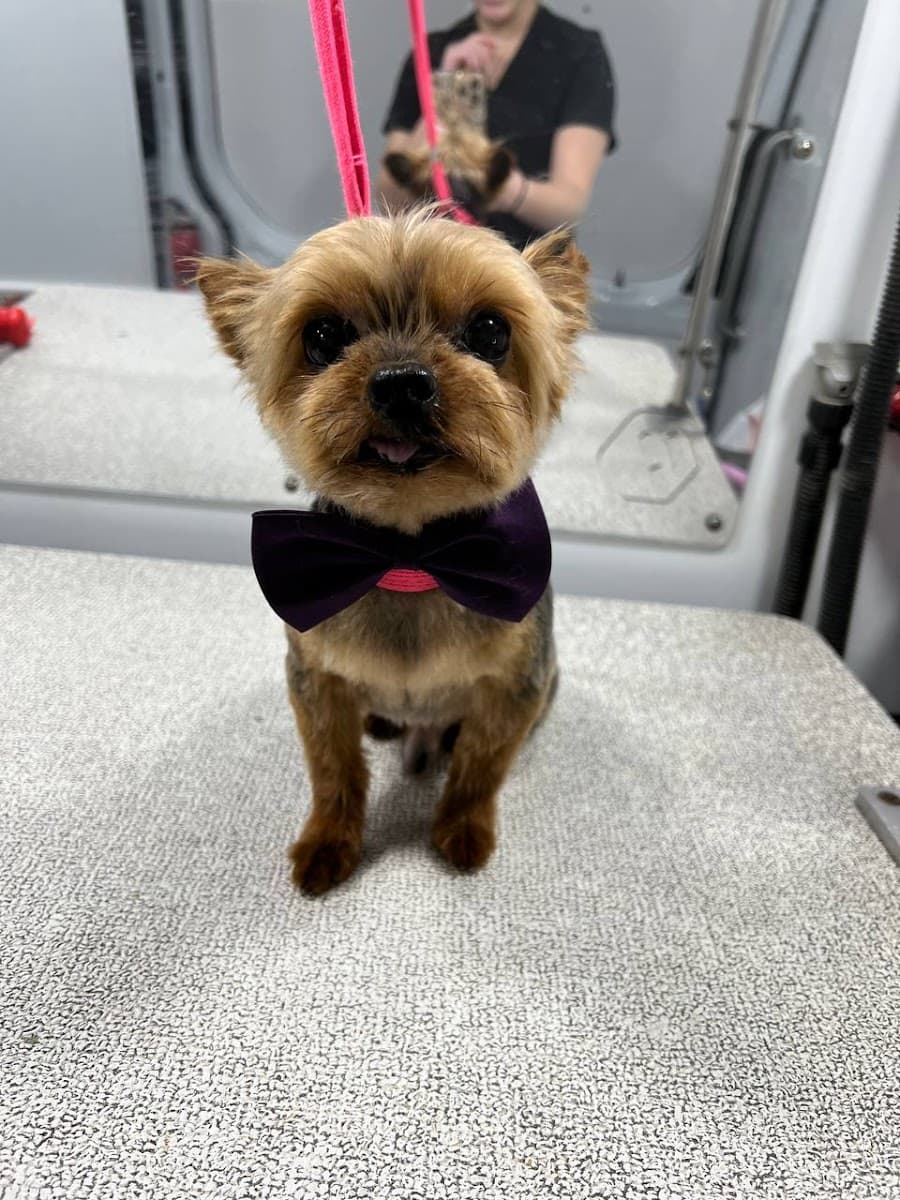 Kontota of NE Alabama - Mobile Dog Grooming - Mobile dog grooming in Anniston, AL