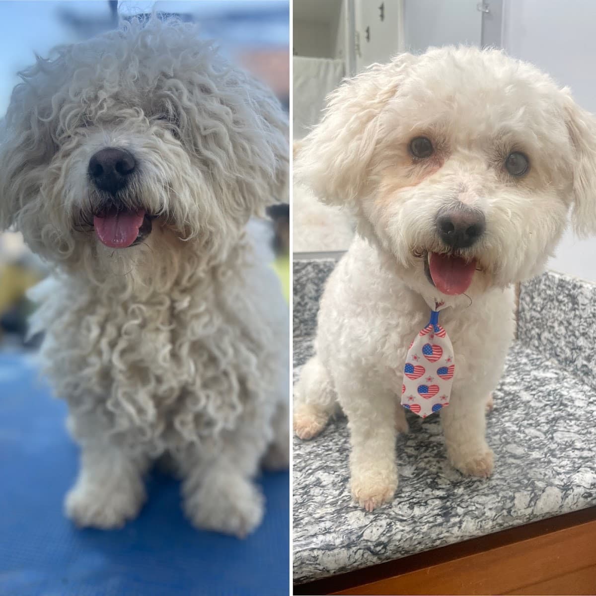 Lupitaââ¬â¢s Mobile Pet Grooming Services - Mobile dog grooming in Bakersfield, CA