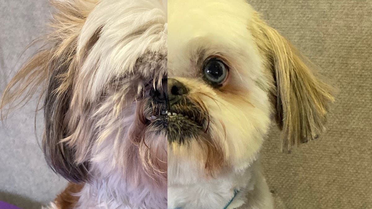 Magooââ¬â¢s All Pets Mobile Grooming - Mobile dog grooming in Los Angeles, CA