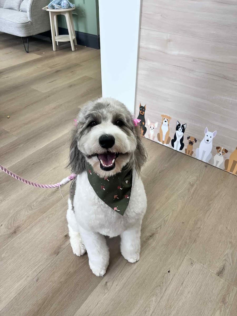 Millie and Graham - Pet Grooming | Boutique | Bakery - Mobile dog grooming in Suwanee, GA