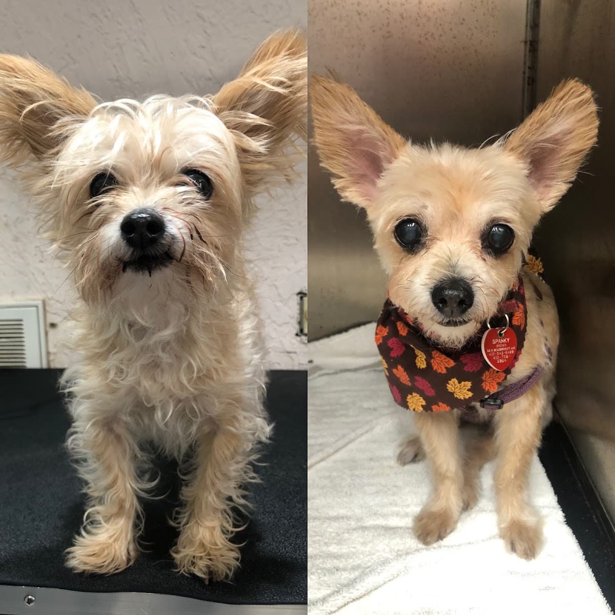 Minaââ¬â¢s Wags to Riches Pet Sitting and Mobile Grooming - Mobile dog grooming in Big Bear, CA