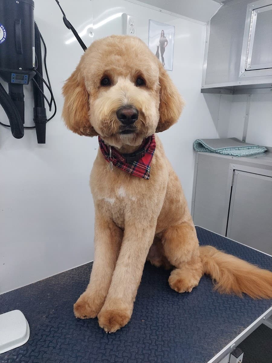 Miss Kim's Mobile Pet Grooming LLC - Mobile dog grooming in Lexington, SC