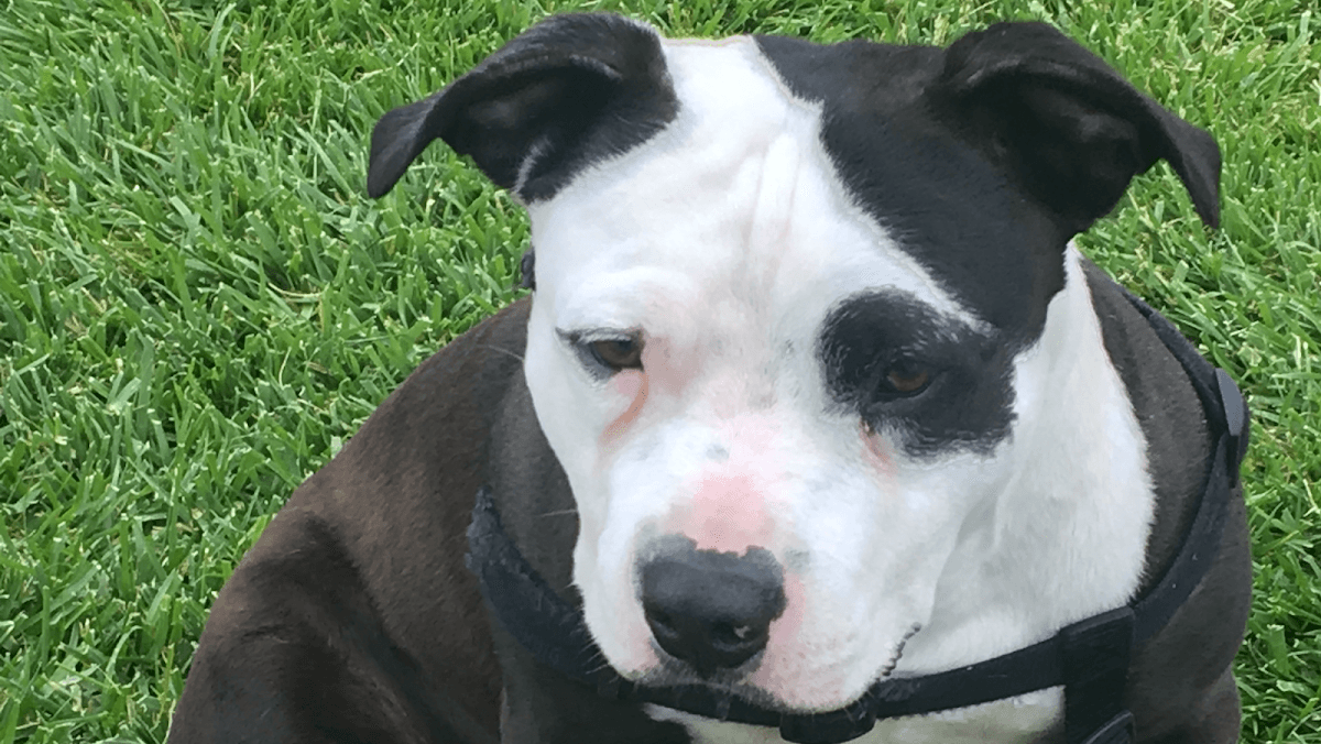 MJ's Pet Spaw & Boutique Cage Free Salon & Mobile Grooming - Mobile dog grooming in Irvine, CA