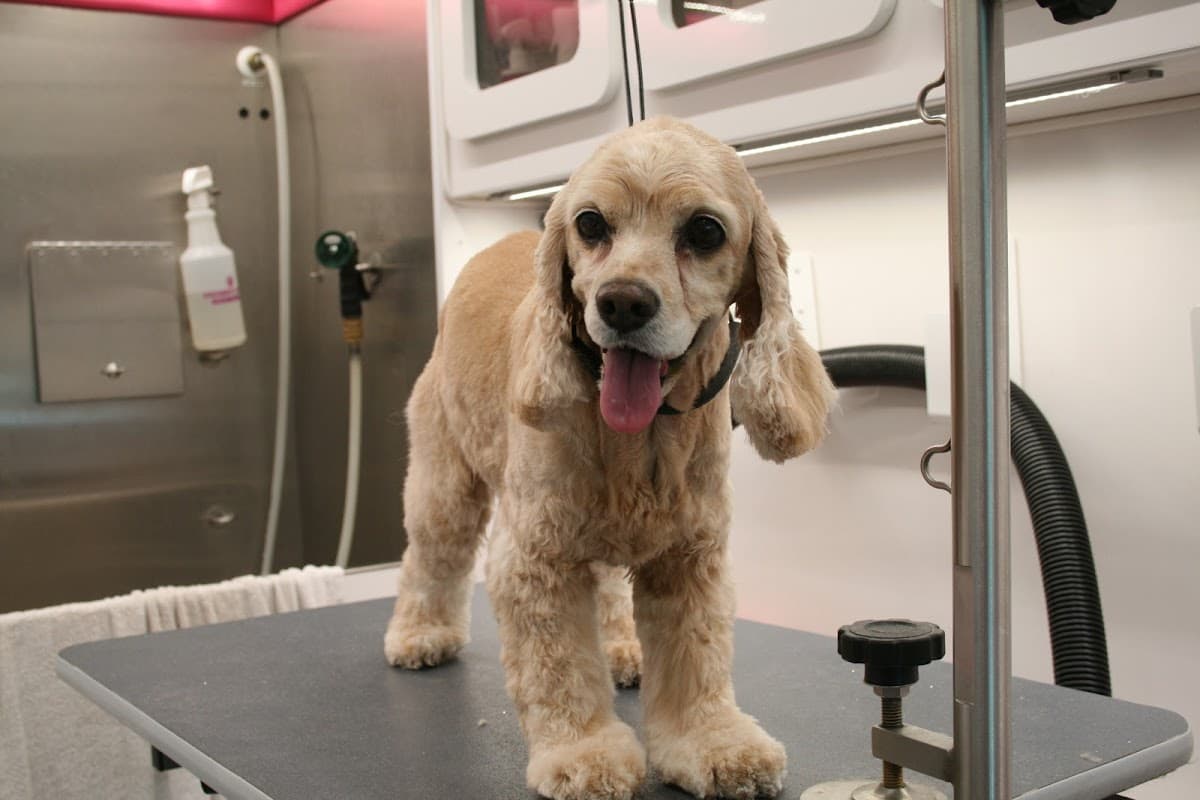 Mobile Pet Grooming West Palm Beach - Mobile dog grooming in West Palm Beach, FL