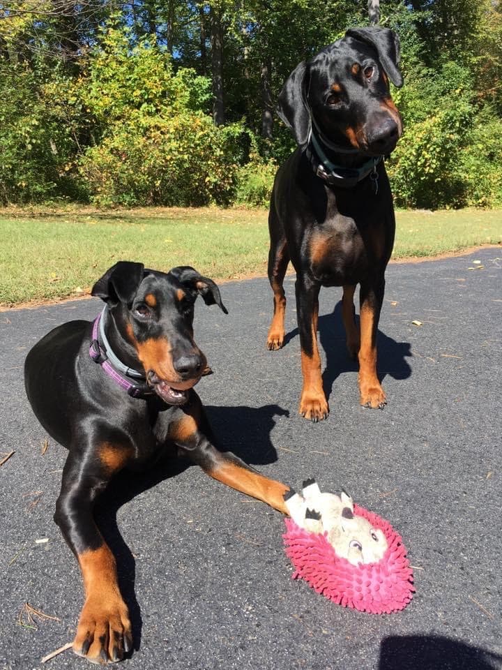 Mobile Pet Services - pet nail trims - Mobile dog grooming in Douglas, MA