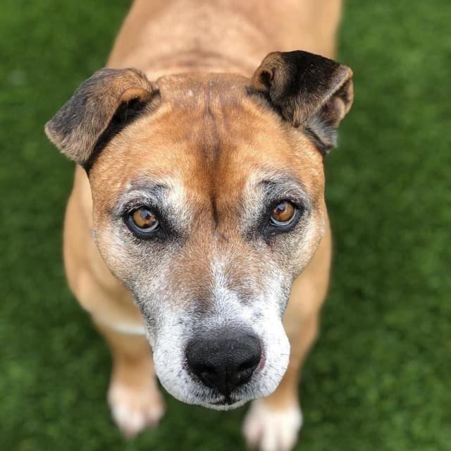 Mobile Pet Spa | Dog Groomer - Mobile dog grooming in Kettleman Station, CA