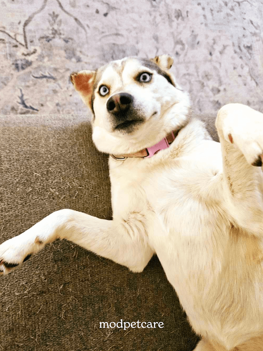 Modpetcare | Mobile Grooming, Dog Walking & Pet Sitting - Mobile dog grooming in Tacoma, WA