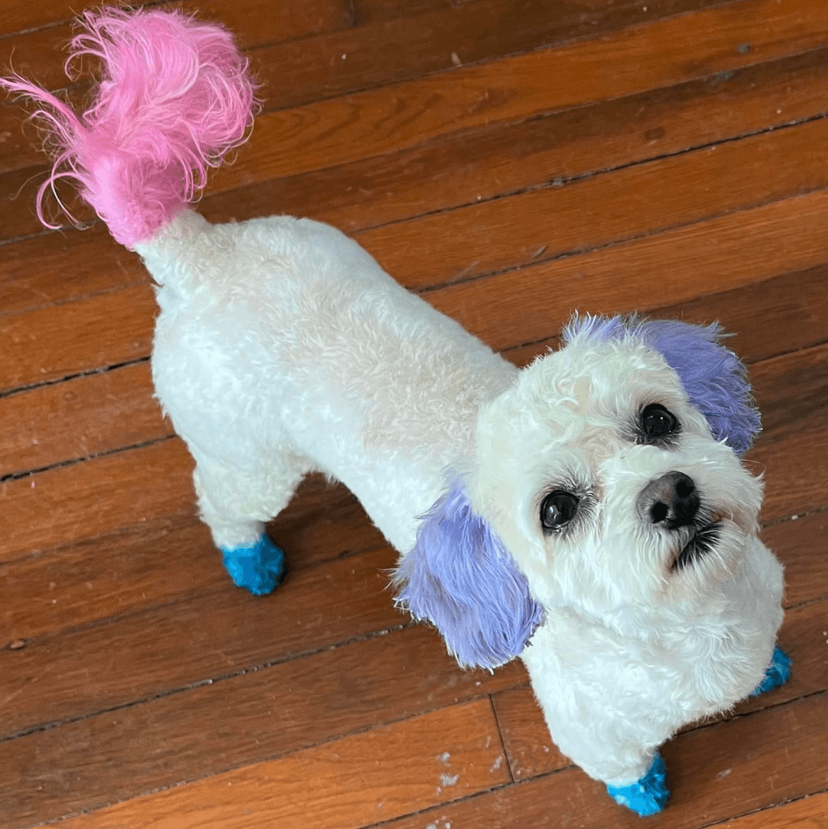 NOMA Pet Services & Takoma Mobile Grooming - Mobile dog grooming in Washington, DISTRICT OF COLUMBIA