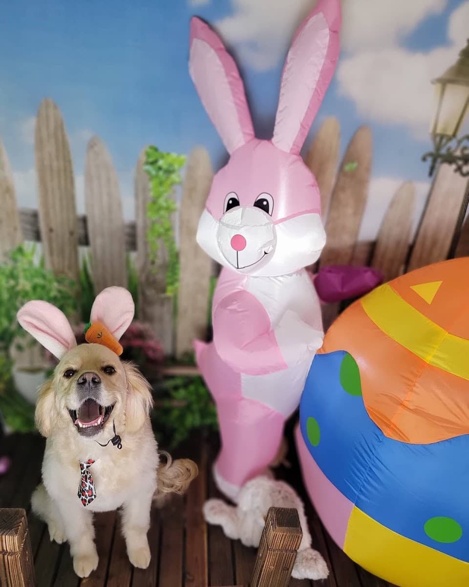 Olive my grooming to you! (NON-MOBILE) - Mobile dog grooming in Seattle, WA