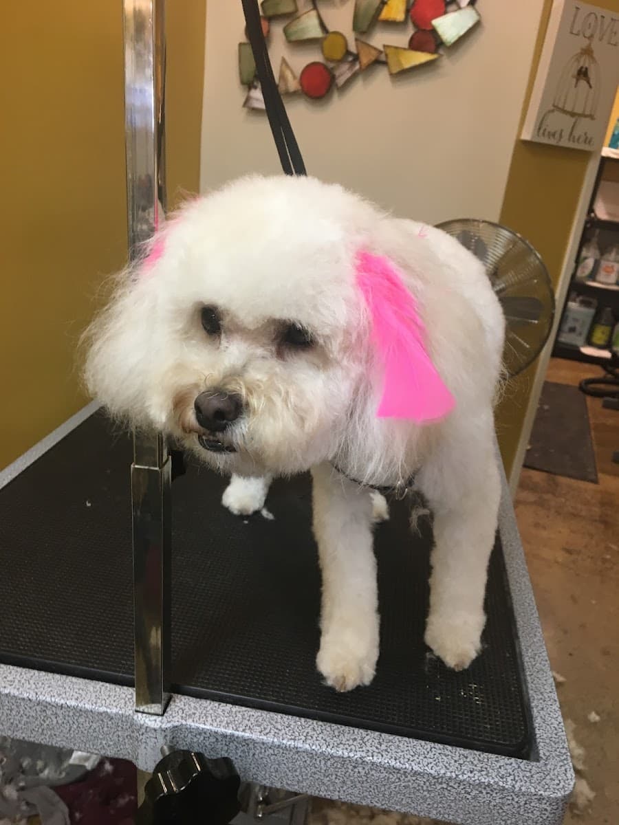 Orange County Mobile Dog Grooming - Mobile dog grooming in Mission Viejo, CA