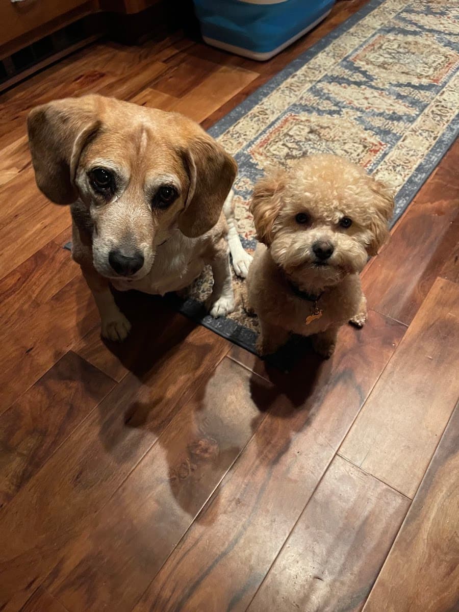 Pampered Paws MOBILE dog grooming - Mobile dog grooming in San Luis Obispo, CA