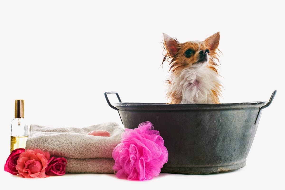 Park & Bark Mobile Grooming Services and Pet Washing - Mobile dog grooming in North Komelik, AZ
