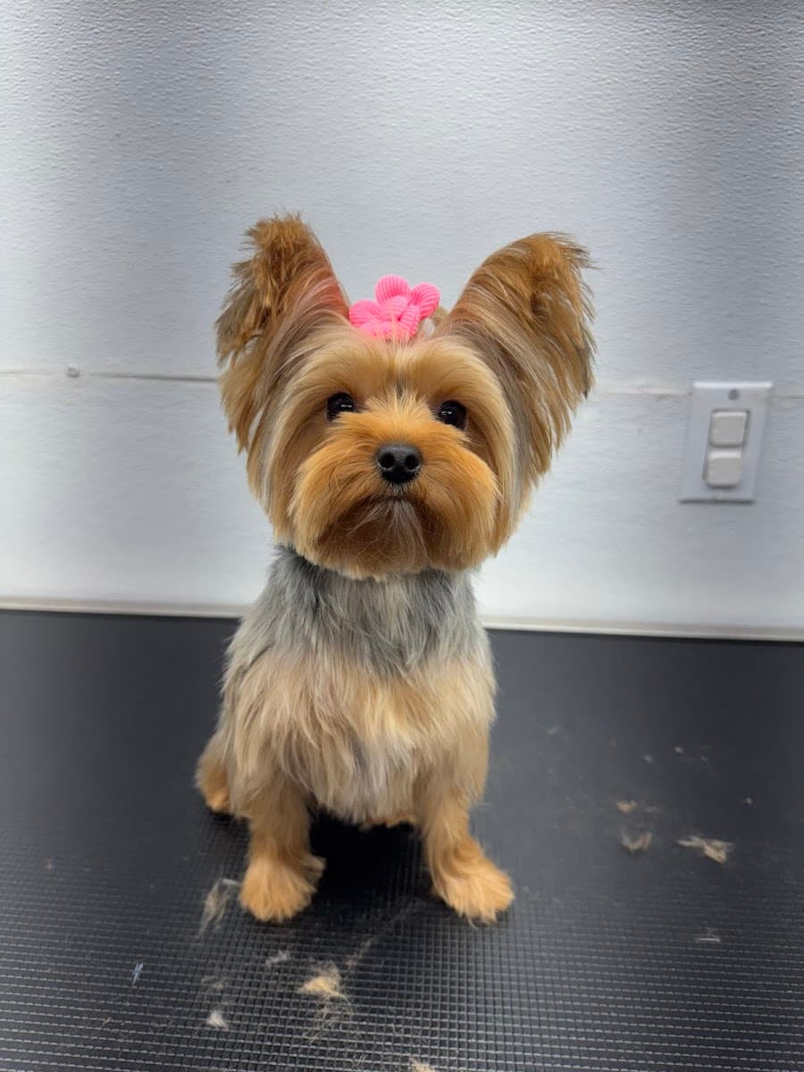 Patitas Club Grooming - Mobile Dog Grooming - Mobile dog grooming in Middle Island, NY